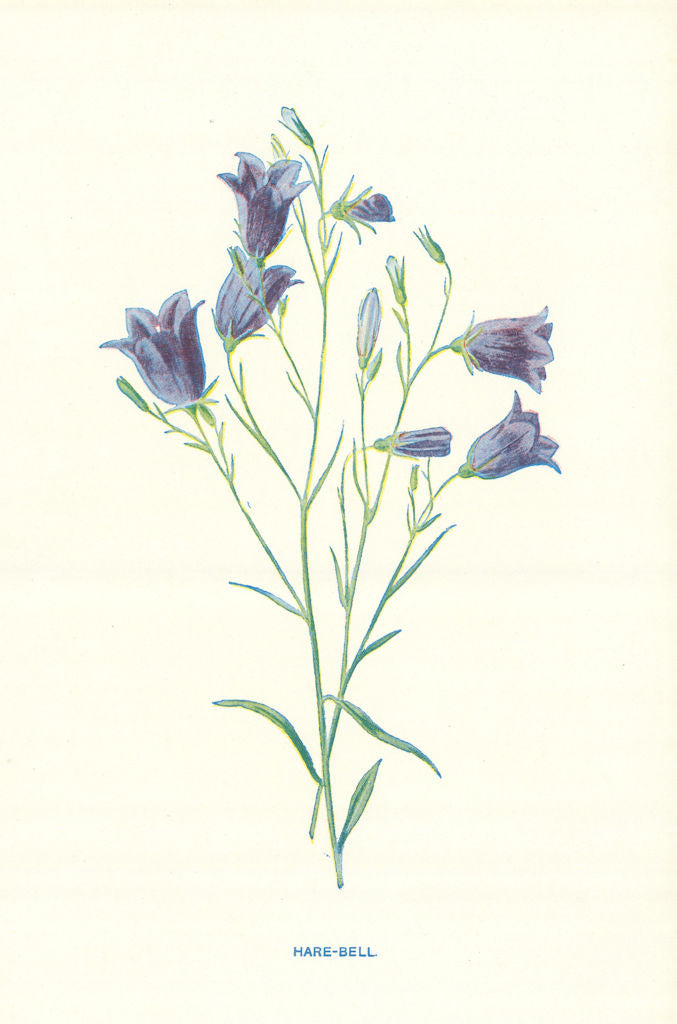 Harebell. Wild Flowers by Frederick Edward Hulme c1895 old antique print